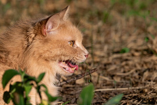 A fluffy red Siberian cat lies outside in hot weather with an open mouth and protruding tongue against a blurred background outside on the street. Portrait of an overheated pet on a walk in hot summer