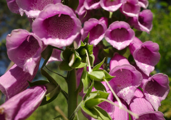 Close-up of purple digitalis flowers. Common foxglove