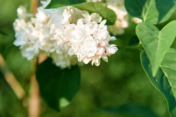 White Lilac shrub flowers blooming in spring garden. Common lilac Syringa vulgaris bush. Close-up with soft focus of a branch on a lilac tree. Selective focus.