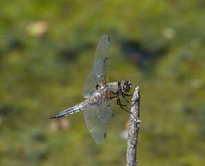 Dragonfly on a reed at a pond in Stockholm