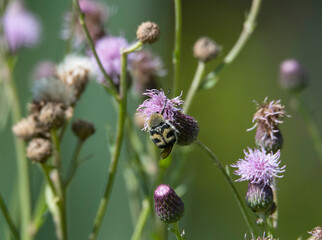Thistle with a bug in a park in Stockholm