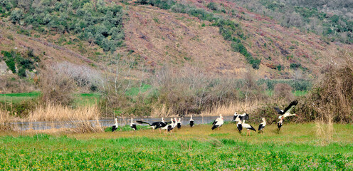 Fototapeta na wymiar floodplain forest in Karacabey Bursa many and groups of birds pelicans black and white stork on green agricultural field near the river and trees.