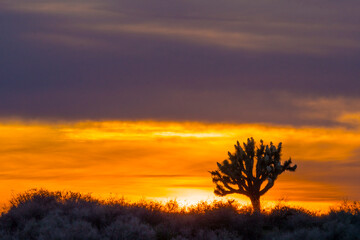 Fototapeta na wymiar El Mirage Joshua Tree Sunset, California Mountains Snow & Desert 