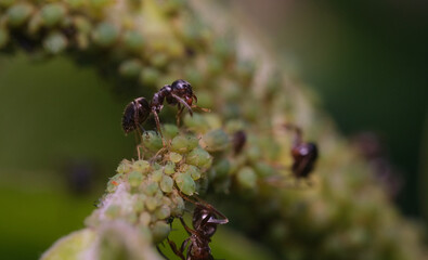 mrówki i mszyce