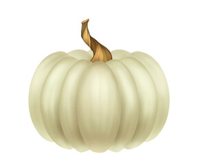 Realistic drawing of white pumpkin, vegetarian organic food for Halloween and Thanksgiving, autumn harvest pumpkin, design for printing on paper and fabric.