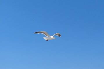 Fototapeta na wymiar seagull on sky