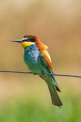 gruccione con le piume arruffate