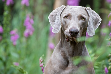 Weimaraner Jagdhund im Wald