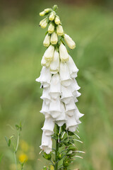 Fingerhut weiß - Digitalis © motivjaegerin1