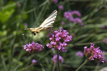 Papilio rutulus, the western tiger swallowtail. Swallowtail butterfly of the Papilionidae family. Butterfly feasting on a purple blossom of milkweeds.