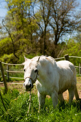 Obraz na płótnie Canvas Horses at stable and farm. 
