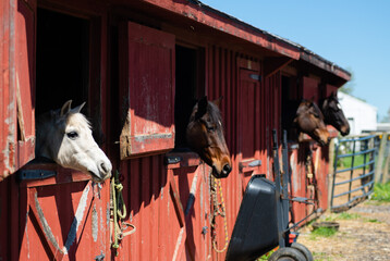 Horses at stable and farm. 