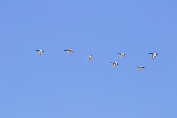Vogelschwarm gegen blauen Himmel