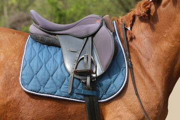 On the back of the horse, a brown leather saddle