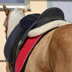 On the back of the horse, a brown leather saddle