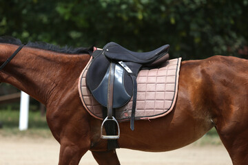 On the back of the horse, a brown leather saddle