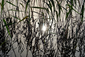 Reeds on the water of the lake. Reflection. Lines of stems and leaves. Horizontal shot