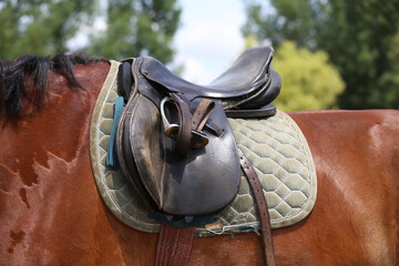 On the back of the horse, a brown leather saddle
