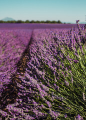 Lavender fields on a mountain and forest background in Provence, France. Lines of purple flowers bushes close up. Summer colorful landscape, Europe.