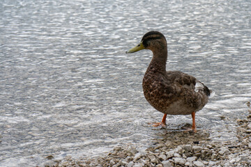 A female mallard at the Eibsee in Bavaria	