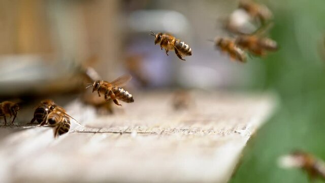 Flying bees gathering honey and heading into hive. Low depth of focus. Filmed on high speed cinema camera, 1000fps.