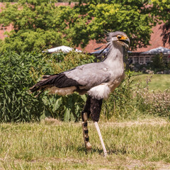 Secretarybird, a large, terrestrial bird of prey. Invalid bird