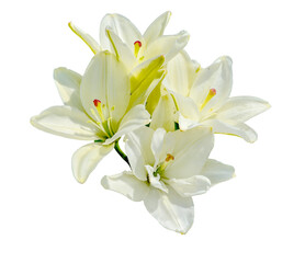 Naklejka na ściany i meble Beautiful white lilies on white background isolated. Elegant white lily flowers close up