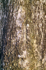 Texture of the Rough Tree Bark for Abstract Background