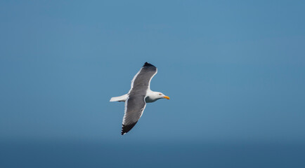 Pacific Coastal birds of N. California