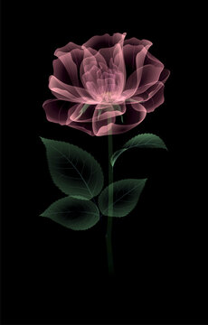 Transparent rose of soft pink color, on a black background, drawing x-ray of flower. Botanical drawing flower structure. Delicate petals, pistils, stamens. For wedding, stationery, card print