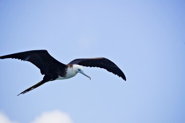 Fregattvogel in der Karibik