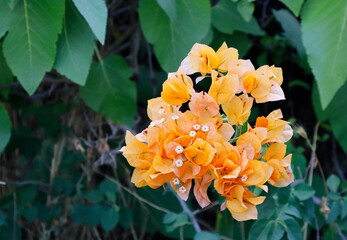 orange and yellow flower