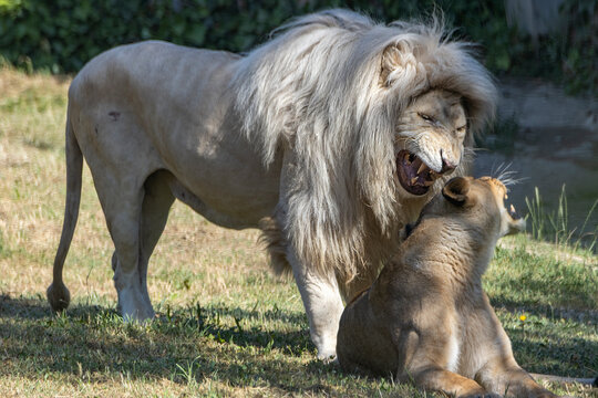 il leone e la leonessa