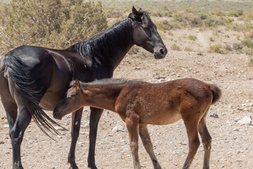 Wild Horse Mare and Foal in Utah
