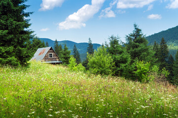 Summer mountainous rural landscape view with a old house and spruce Carpathian Ukraine