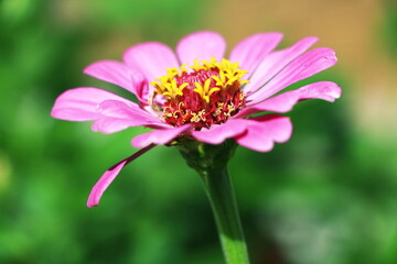 Fototapeta premium pink cosmos flower