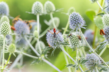 A lot of different types of insects scrimmaging on flowers in a garden. Macro photography of insects sitting on a flower in a garden outdoors