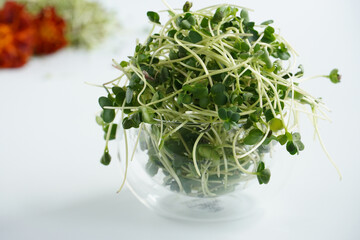 Microgreen in a glass
