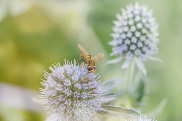 Close-up of a hoverfly pollinating a blue thistle flower in a summer garden