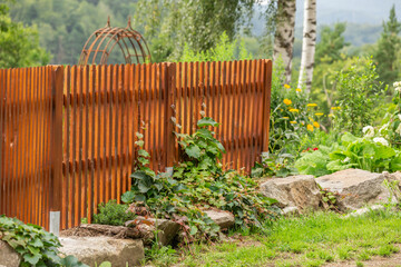 Garden impressions: A fence with climbing plants growing on it