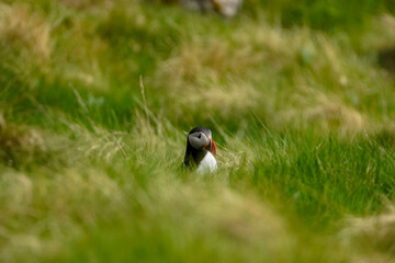 Arctic Puffin