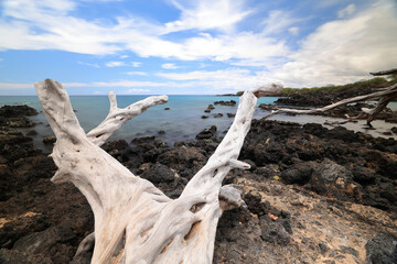 Fototapeta premium Hawaii Island, Beach 67 Driftwood and Sea 
