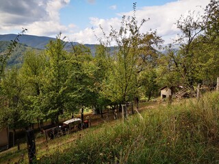 Tara National Park in Serbia