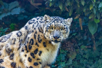 Leopardo delle nevi