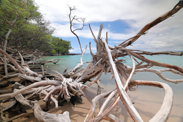 Hawaii Island, Beach 67 Driftwood and Sea 