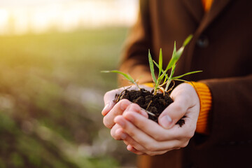 Young seedlings in the hands of a farmer. Agriculture, organic gardening, planting or ecology concept. Environmental, earth day.  Farmer checking before sowing.