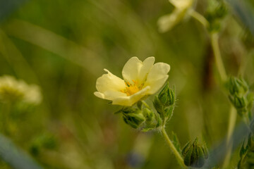 yellow daffodil flower