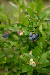 
Blueberry bush, ripe berries