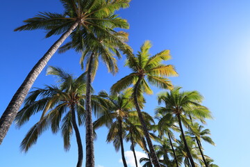 Obraz na płótnie Canvas Beautiful landscape of Hawaii Island, Kohala Coast, HAWAII