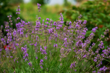 
Lavender bush in the field